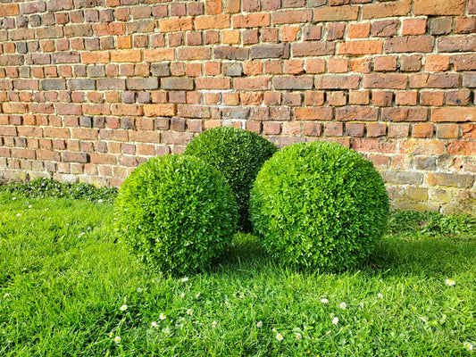 Plantes artificielles - Bui boule 50cm