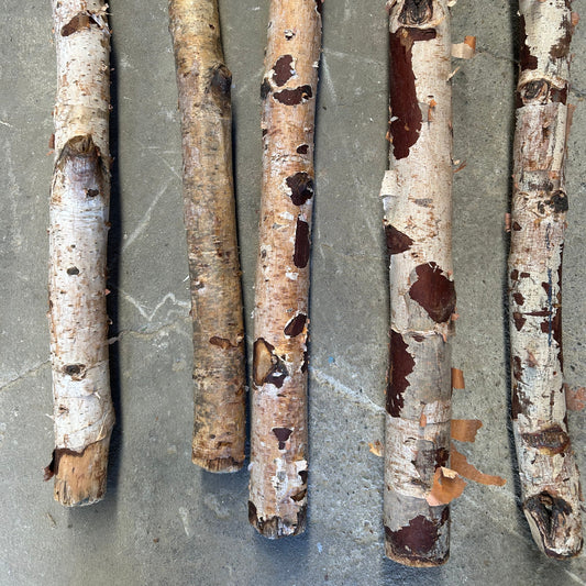 Branches de bouleau